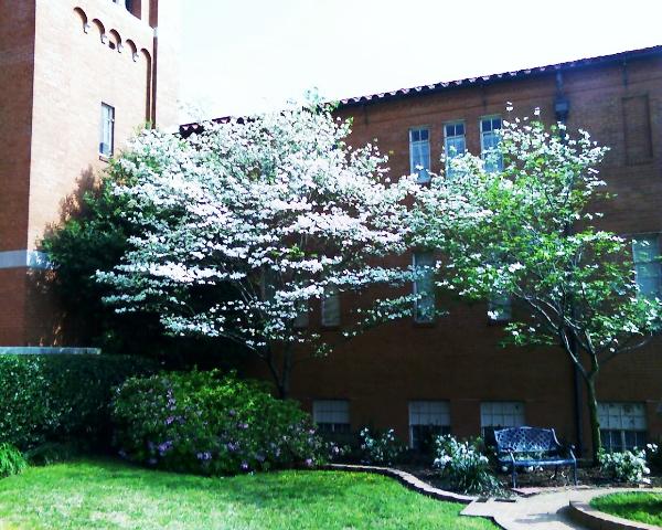 Dogwood in Bloom, Longview, Texas, by John Cunyus