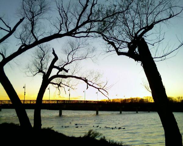 Trees Against the Sky, White Rock Lake, Dallas, Texas